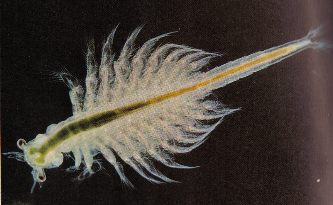 BrineShrimp.jpg