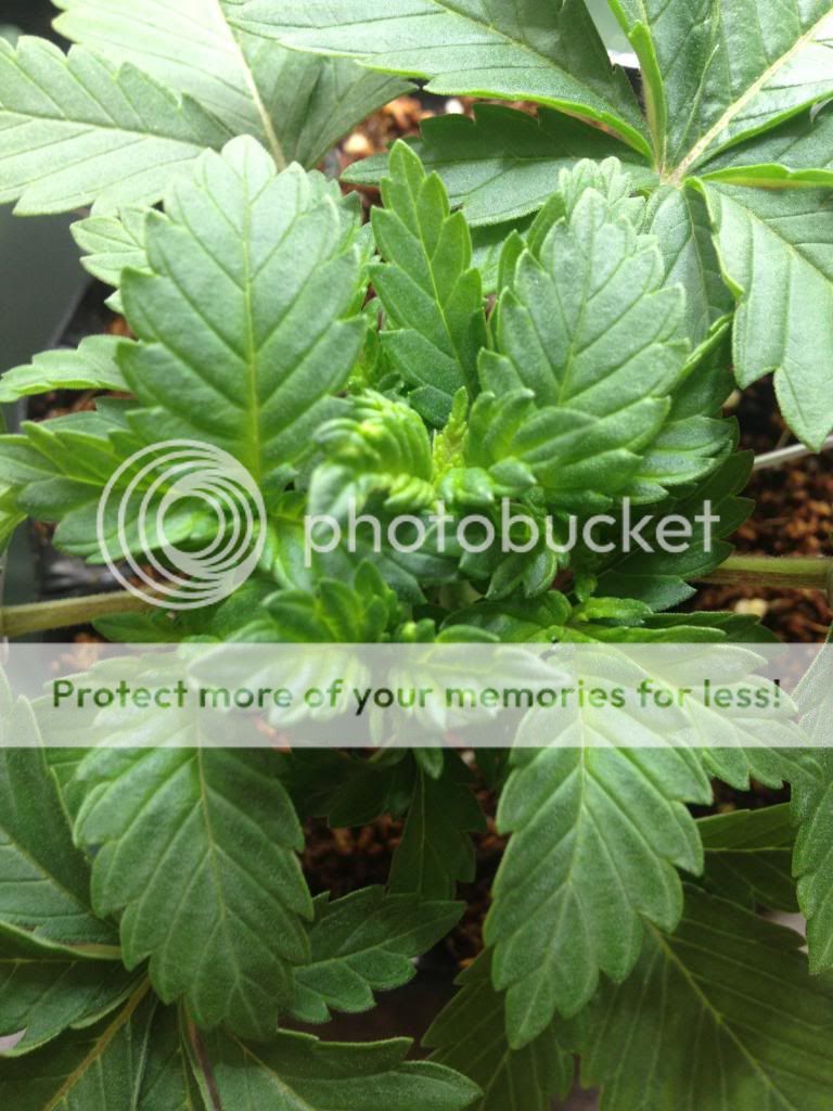 IMG_2345_zps1cce0482.jpg