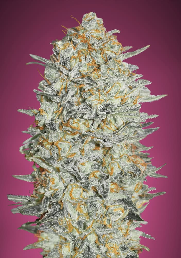 advancedseeds.com