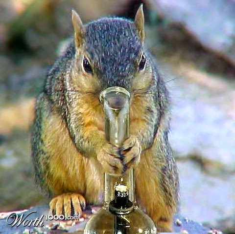 SquirrelDrugs.jpg