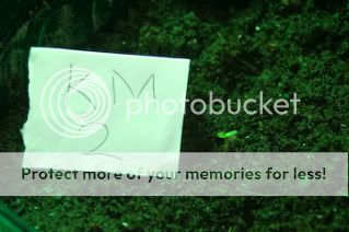 Sprouts-5.jpg