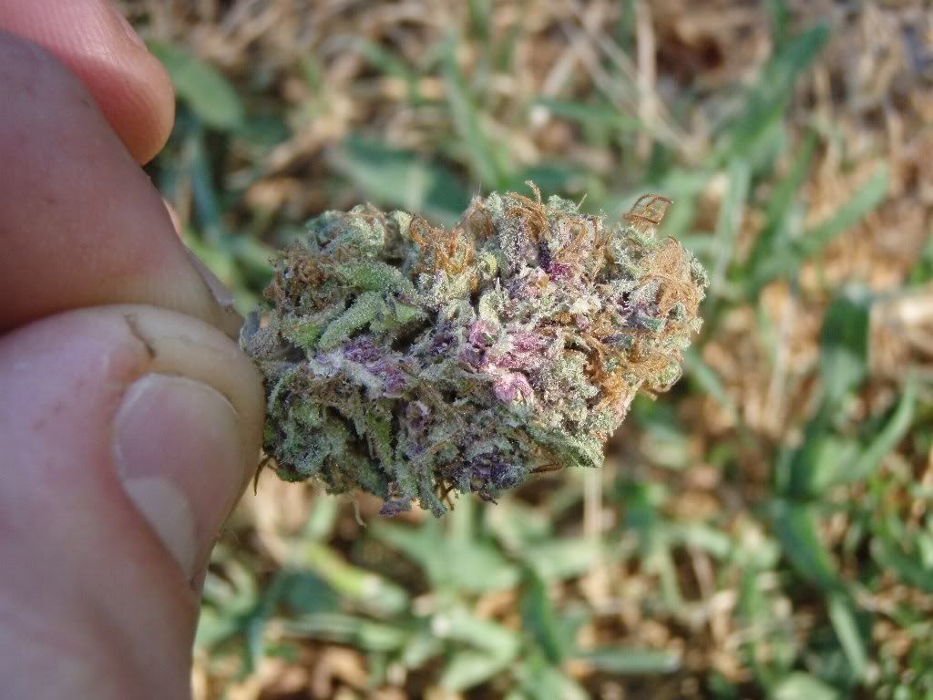 mpxmknug1_1024x768.jpg
