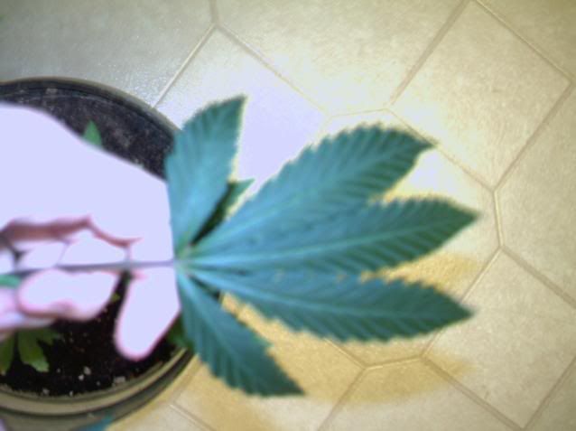 5FanLeaf.jpg