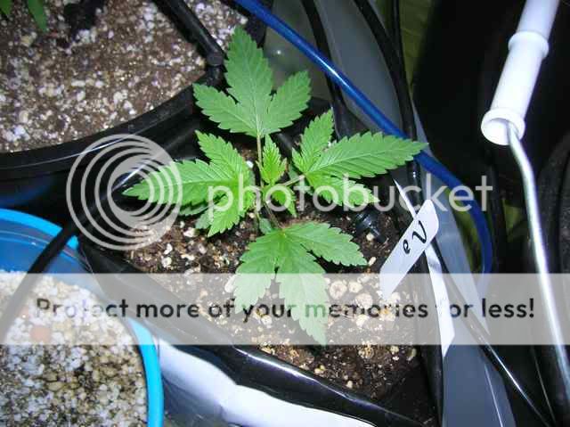 DSCN1067.jpg