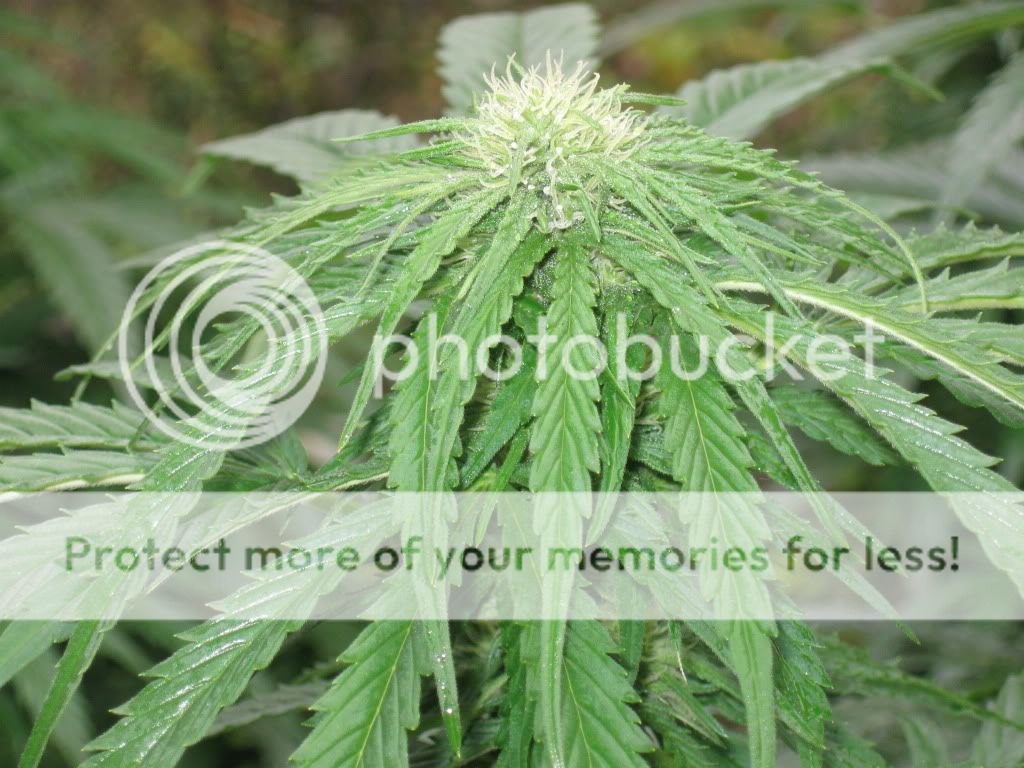 flower7008.jpg
