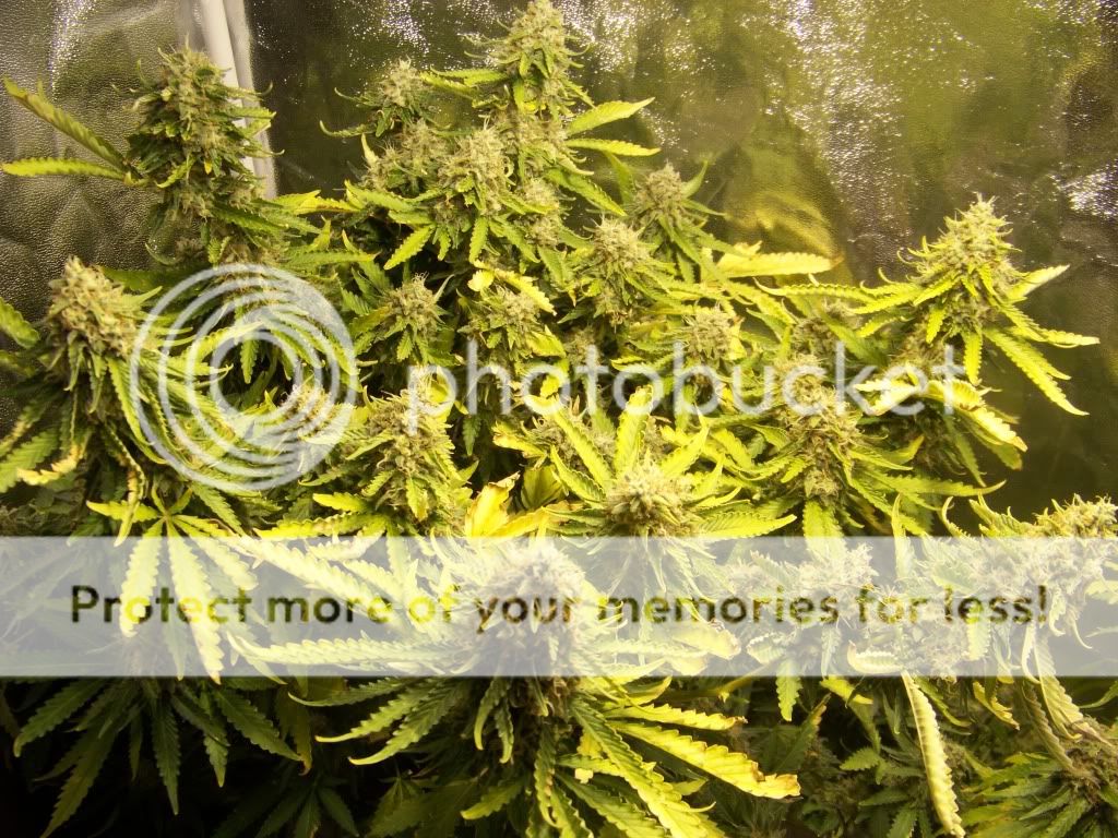 Week7FloweringPineapple015.jpg