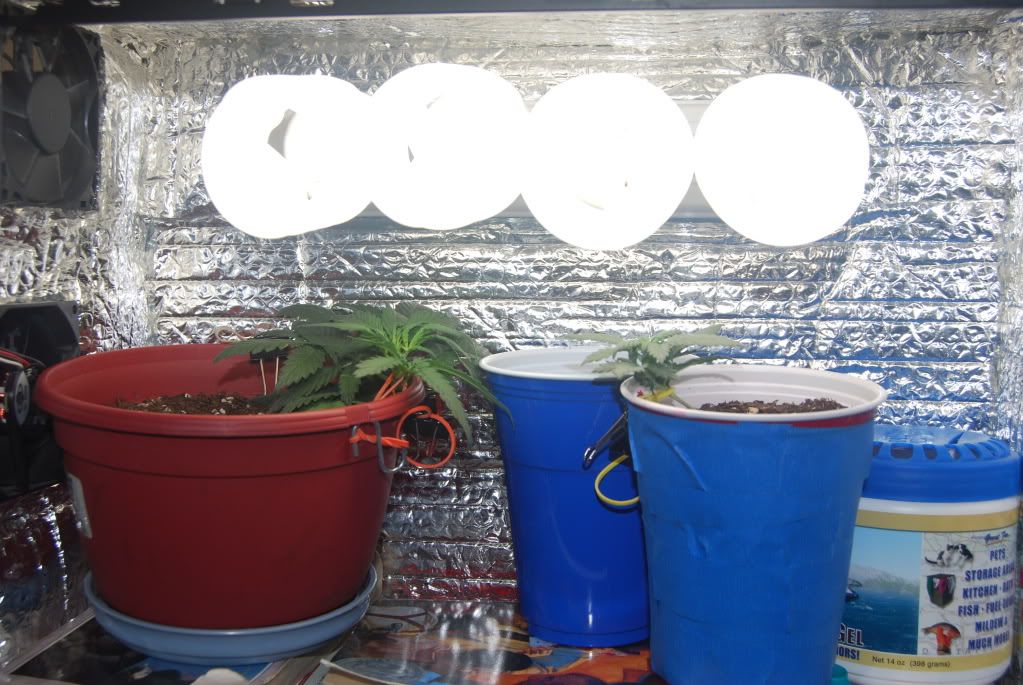 weed34017.jpg