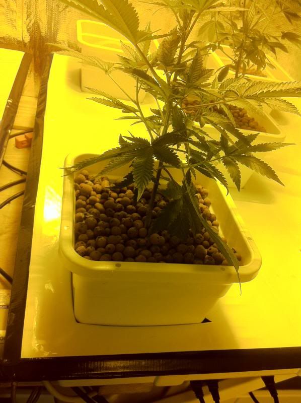 grow160.jpg