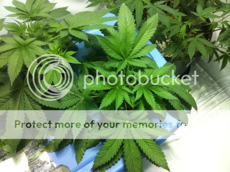 plant3big.jpg