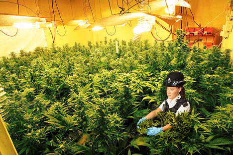 CannabisDM1910_468x313.jpg
