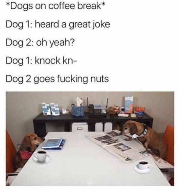 dogs_45.jpg