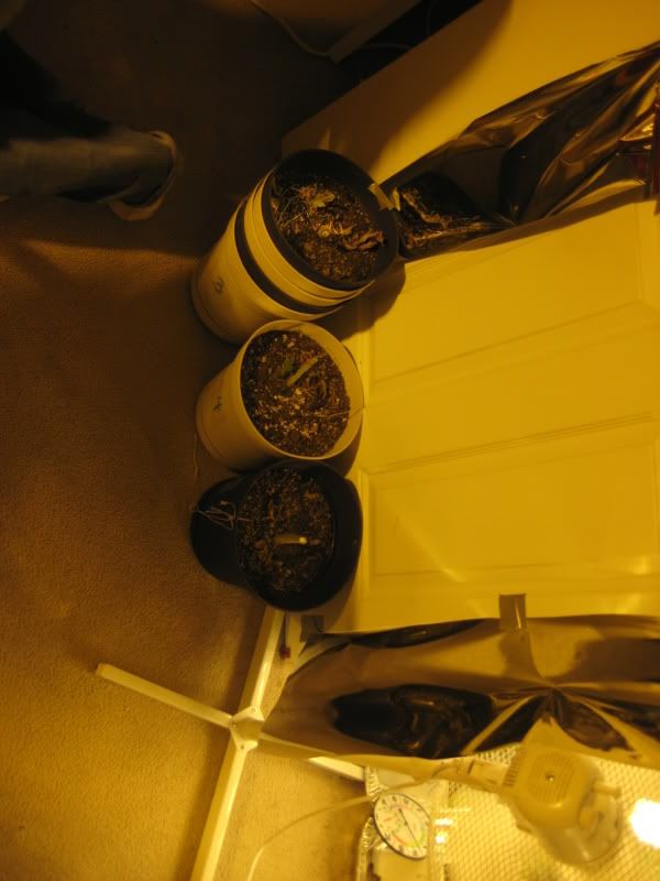 plants099.jpg