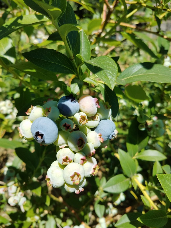 berriesbush1c.jpg