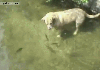 fishing-dog.gif