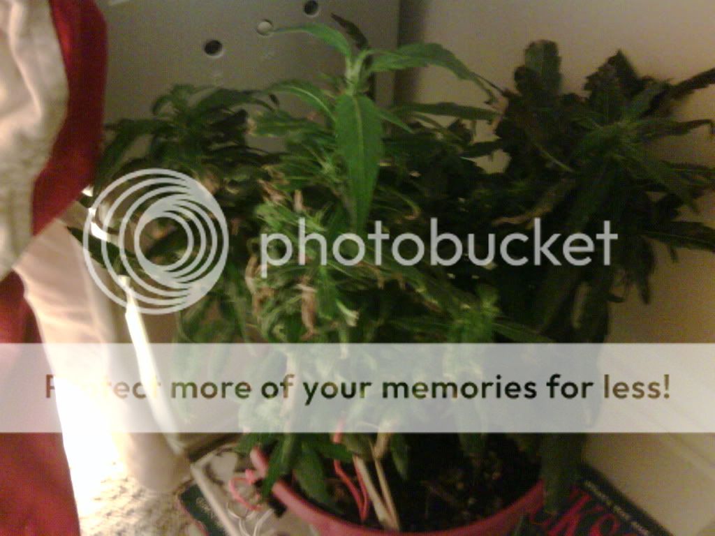 IMG00030-20090601-1808.jpg