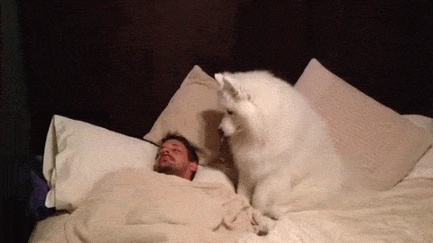yPM7KP.gif