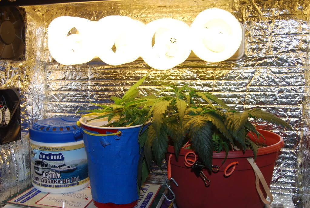 weed39001.jpg
