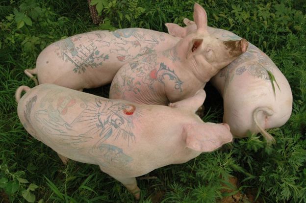 _93880784_pigstattoo.jpg