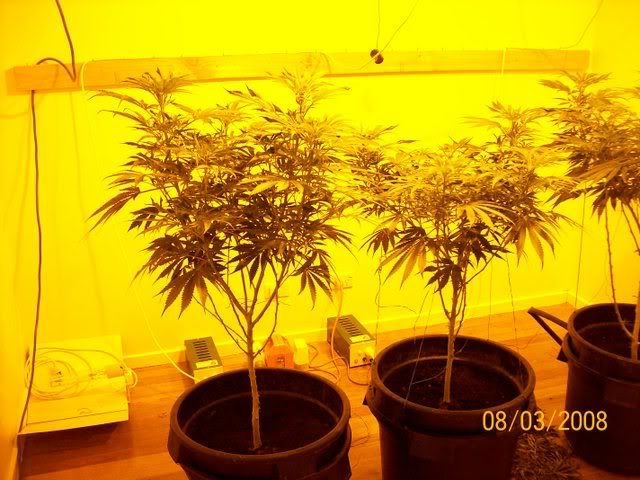 Plants096.jpg