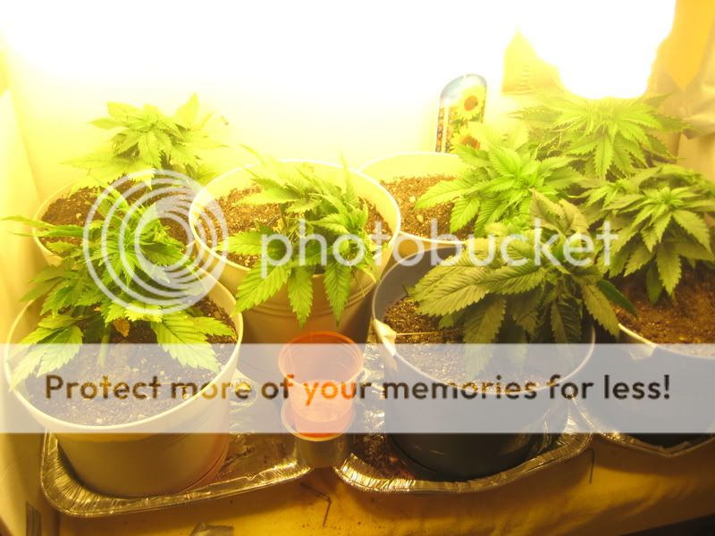 plants022.jpg