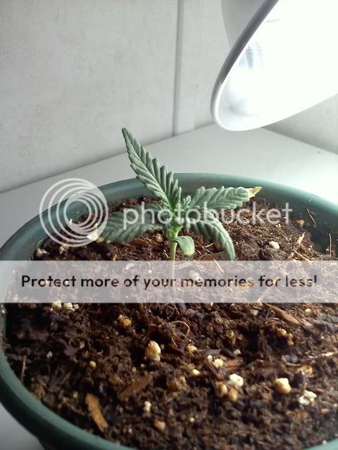 20111127194738.jpg