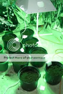 Sprouts-3.jpg