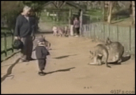 giphy.gif