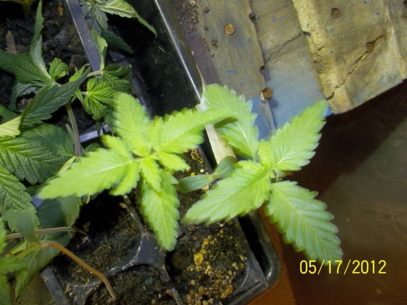 harvested015.jpg