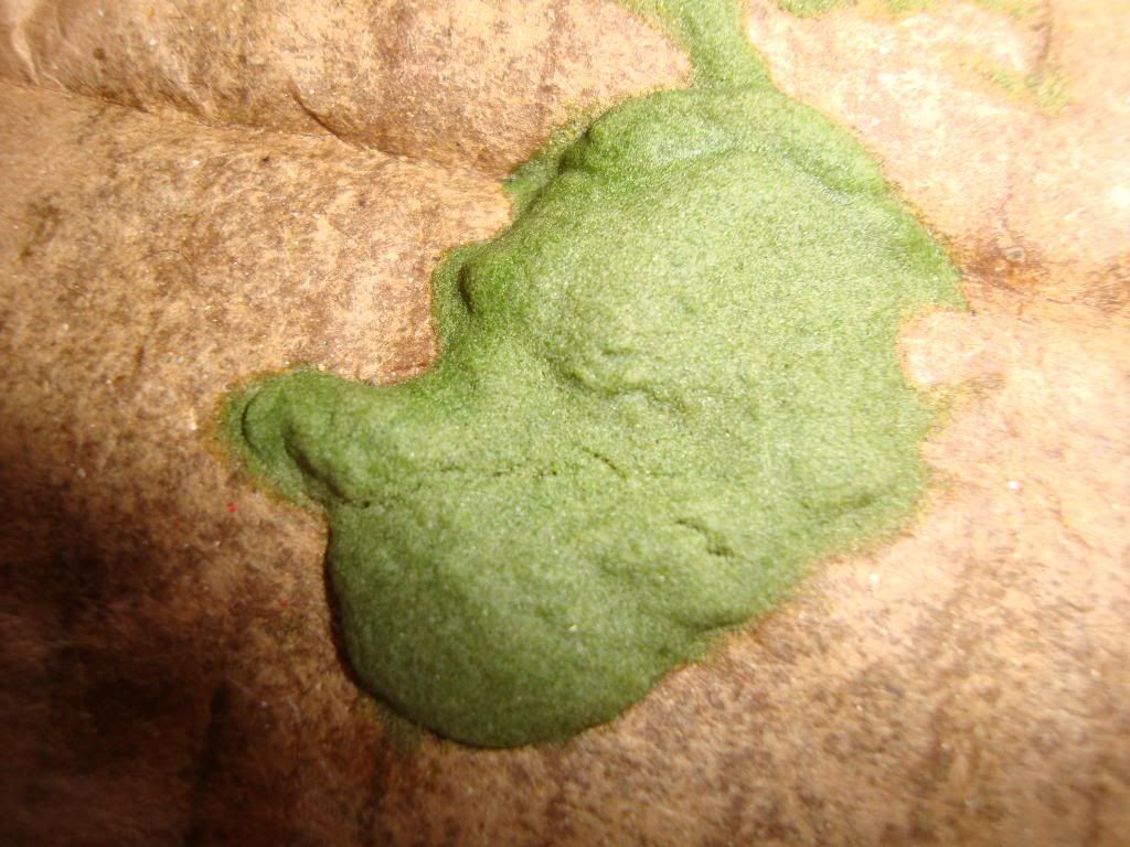 bub007.jpg