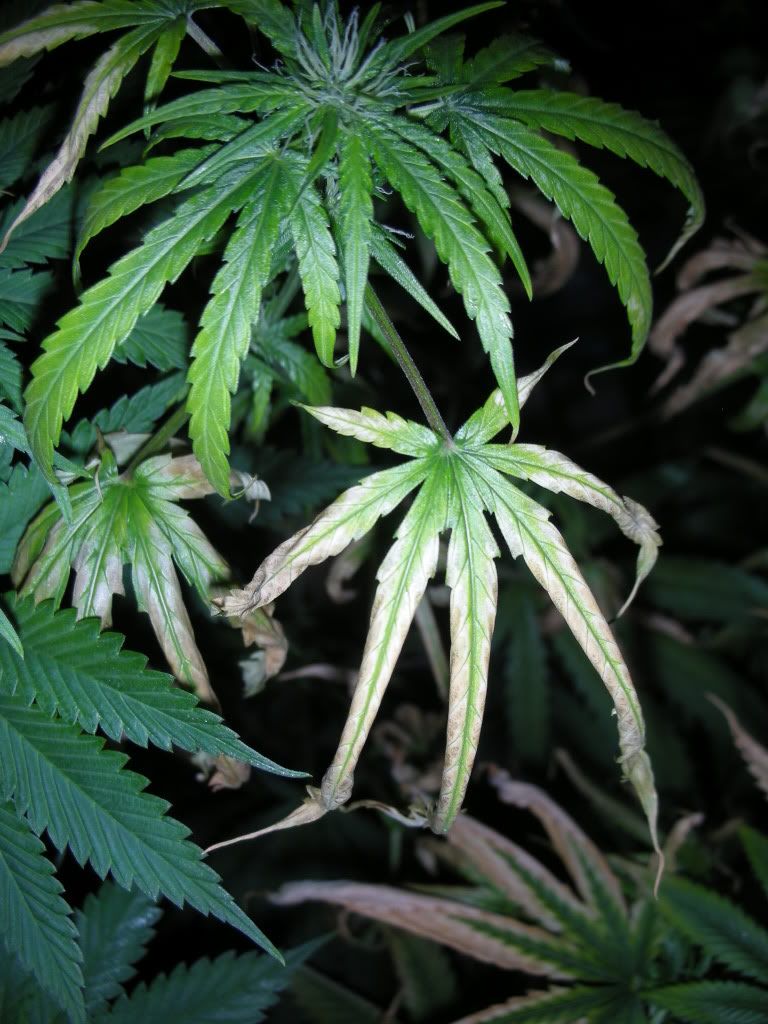 DSCN3137.jpg