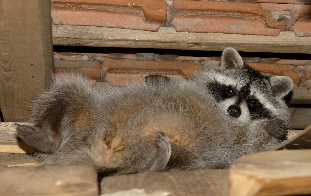 blog-9.fat-raccoon-1000x630.jpg