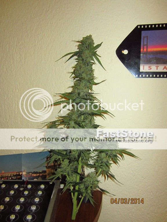 4-3-2014harvestjack26.jpg