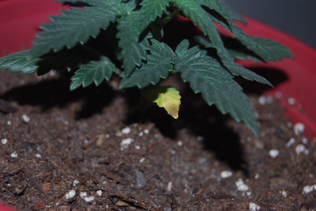 weed16003.jpg