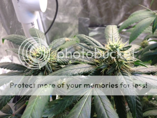 image_1_zps0b54200b.jpeg