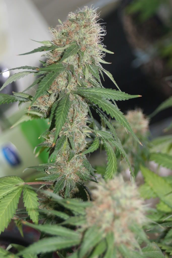frosty028.jpg