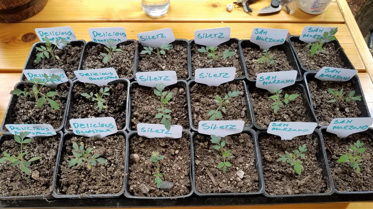 vegstarts2.jpg