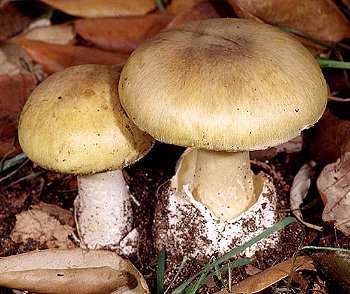 deathcap.jpg