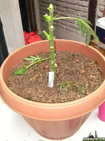 CC1_Harvest_oct25_49_.jpg