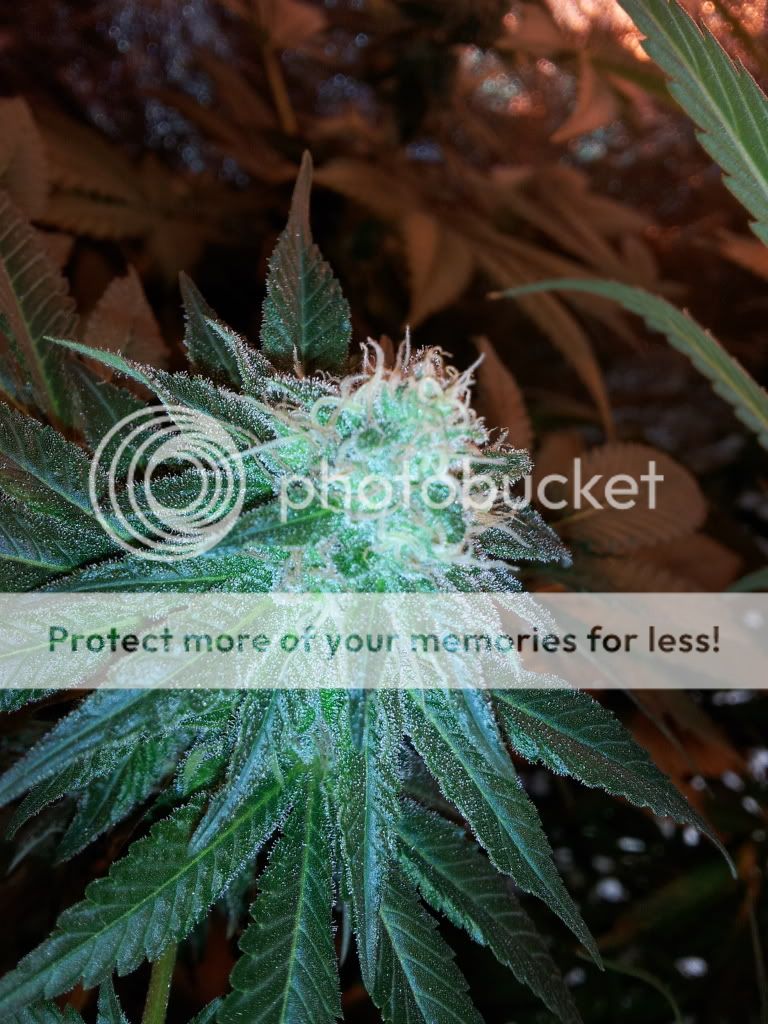 Pineapple125.jpg