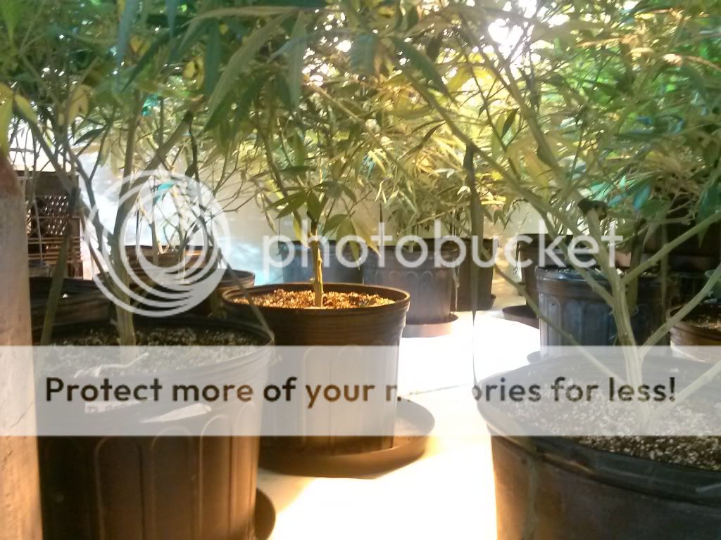 CAM01240_zpsbfc5ee55.jpg