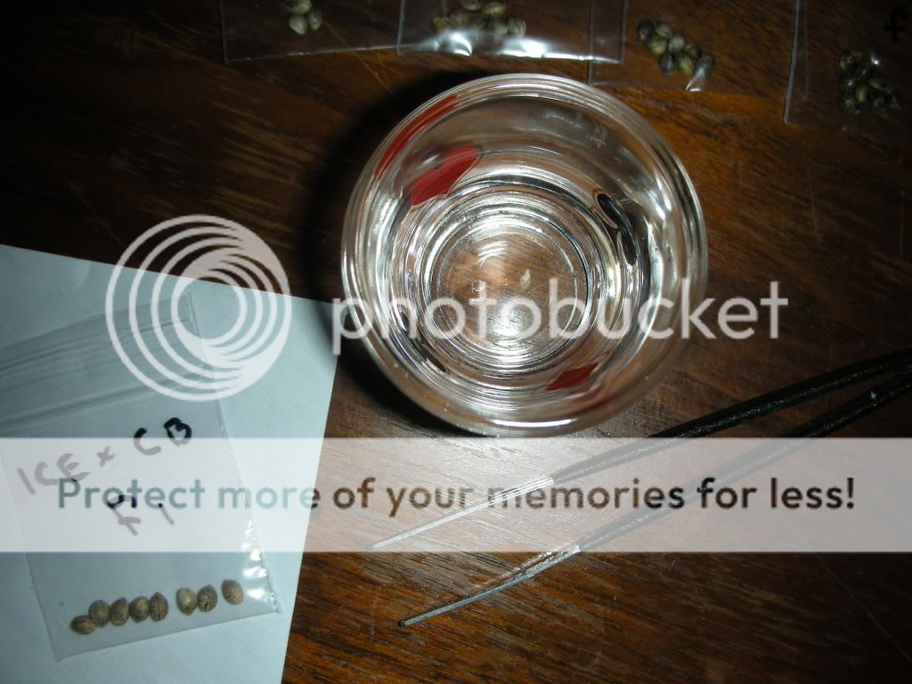 DSCN3490.jpg