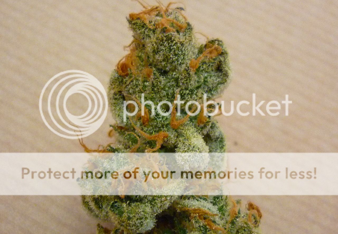orangebud5.jpg