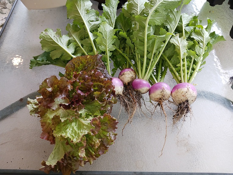 gardenc5272022.jpg