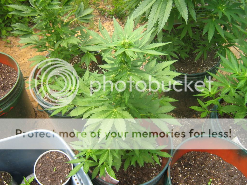AutoBlueberry.jpg
