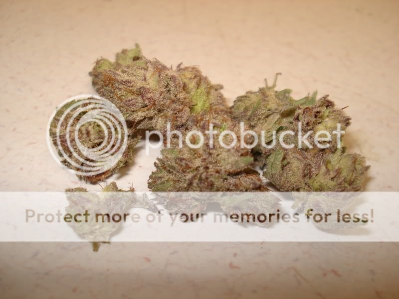 420pics003.jpg