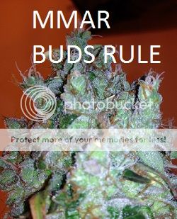 BUDPORN012_zps1e0c9956.jpg