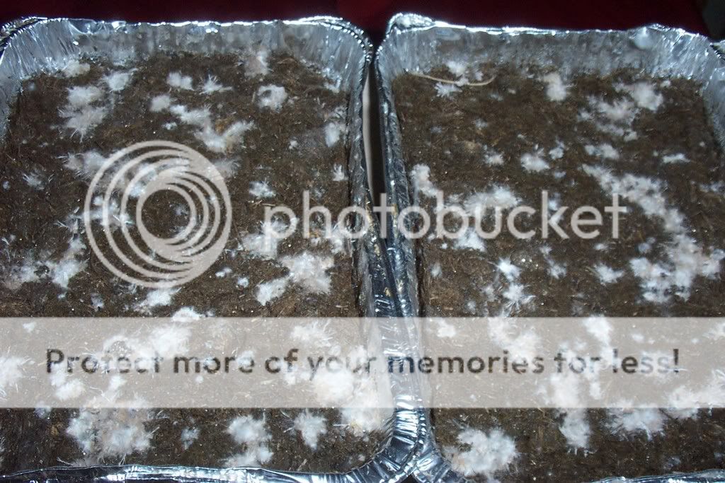 DCP_2391.jpg