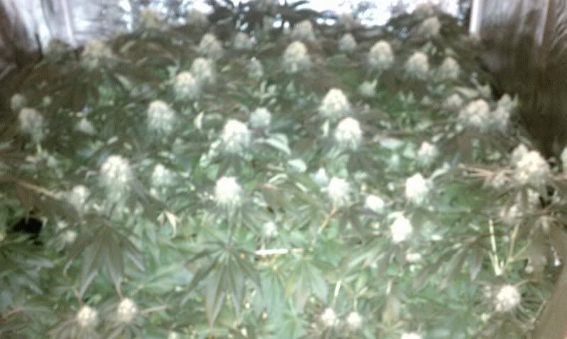 IMAG0359.jpg