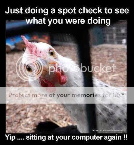 chicken_zps27ac6f70.jpg