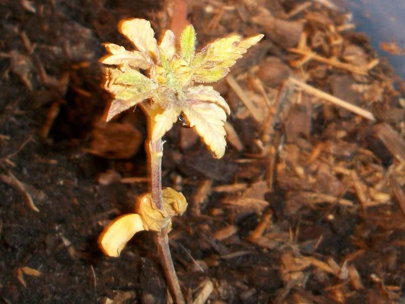 100e0383.jpg
